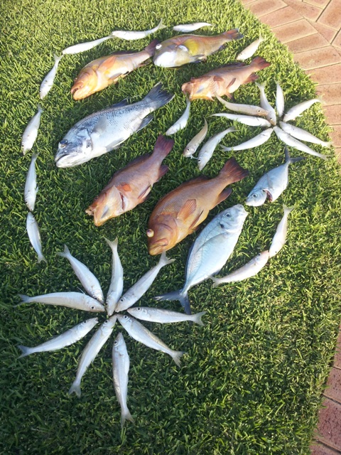 Fish art from the 29th